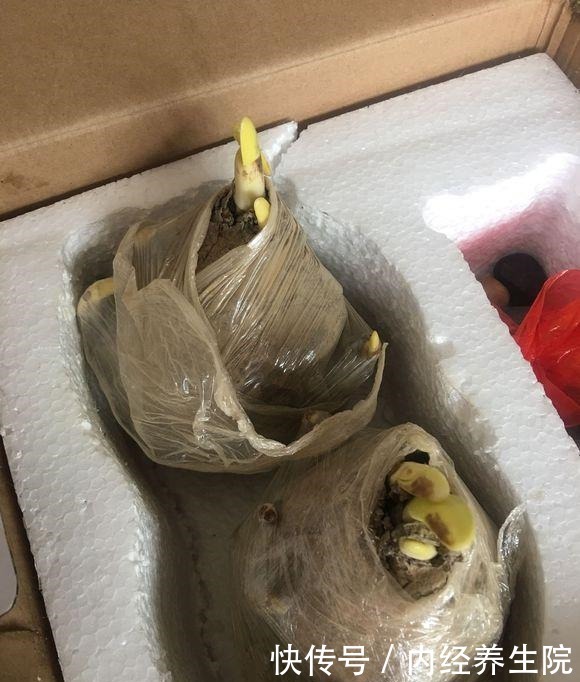 养这2种花的,冬天开完了,不要丢,简单“处理”,秋天接着开!