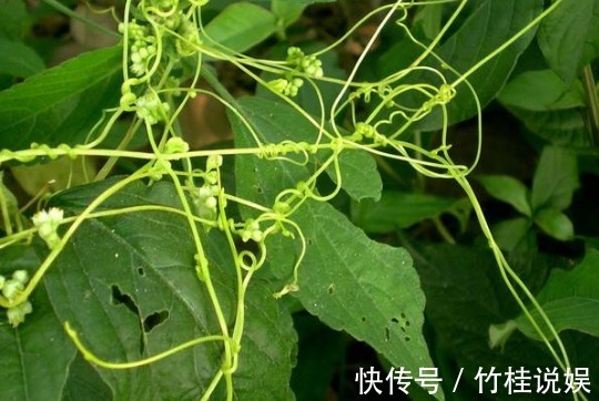 成骨细胞|菟丝子作为一种中药材，功效作用竟然有十多种不止！在乡下到处有