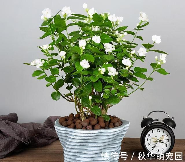 想要茉莉多开花,记住“十二字”口诀,一茬一茬开香花