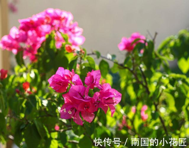 能把三角梅养爆的人，都很大方，从不“吝啬”这3样东西