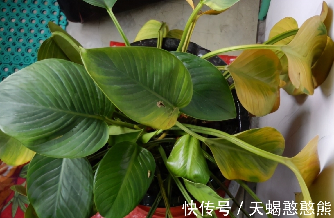 养花用啤酒，该怎么帮助根叶成长，改善土壤排水透气性？