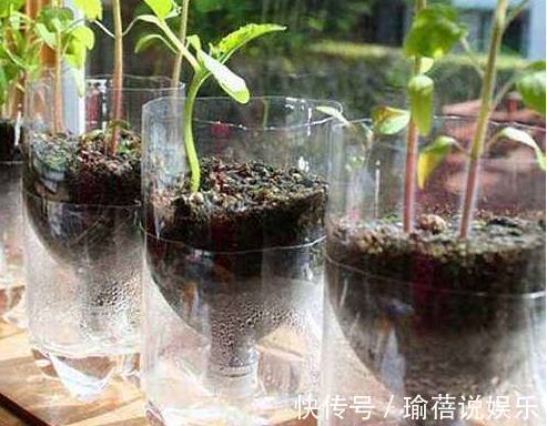 牛人用两千塑料瓶盆栽蔬菜,一年四季吃不完,挨家挨户送邻居!