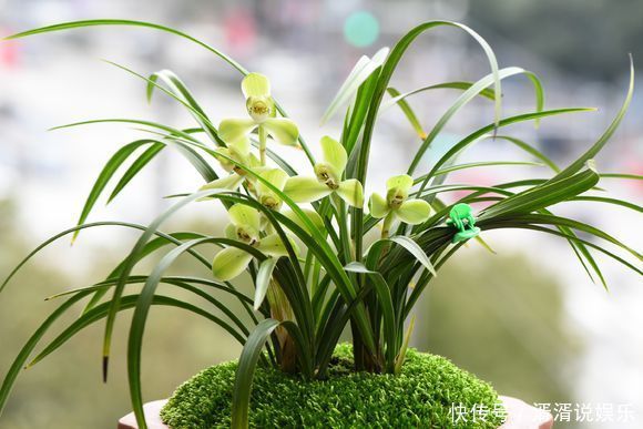 正当季|7月养兰花,教你4个妙招,不黄叶不烂根,花芽分化正当季
