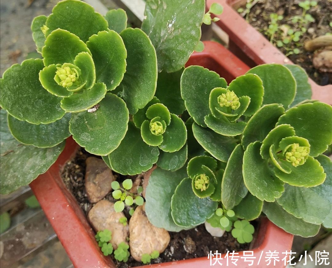 秋末养长寿花，有“3怕2喜”，做好了花苞长更多