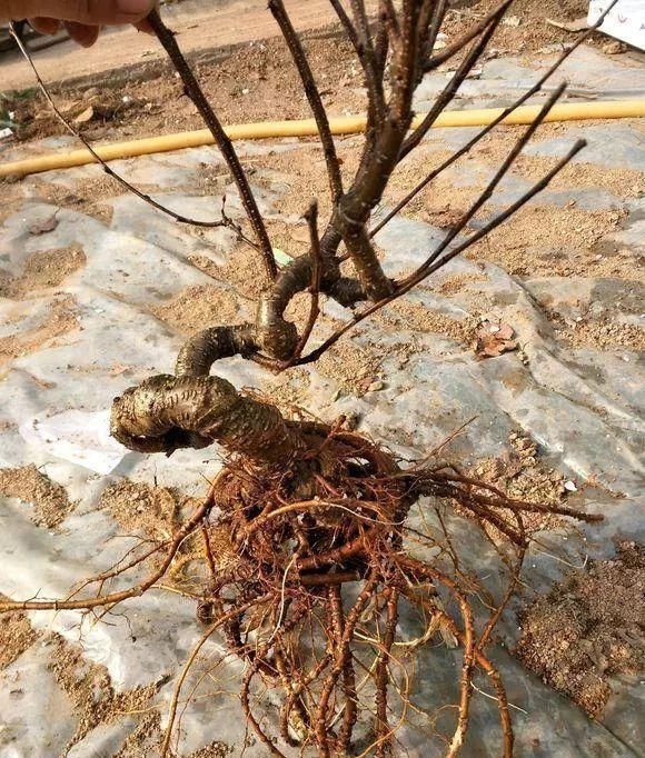 山里的1棵老树桩,挖出来种盆里,开花后,眼睛都看直了!