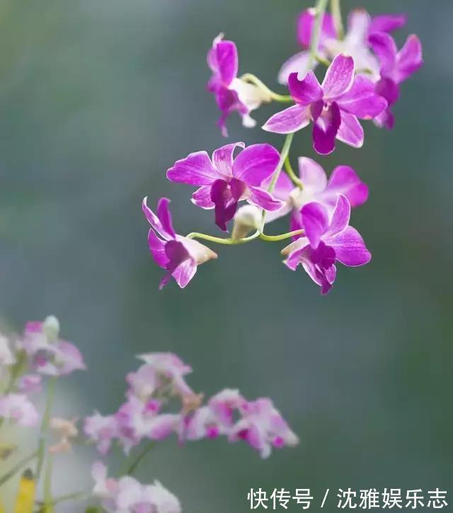 狐尾兰|4种“兰花”好养还爱开花,一开就是“花瀑布”,惊艳!