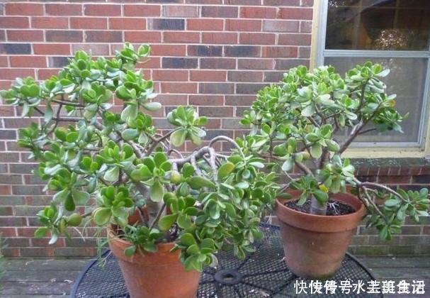 营养价值|居家自制肥:别光盯着淘米水了,用它们做花肥,营养价值更高