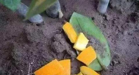 家里的1种垃圾不要丢,扔花盆里好处多,此些妙用你晓得吗