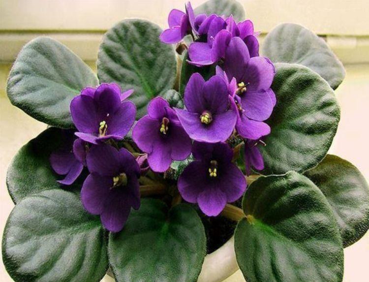 4种花深受花友的喜欢，好养漂亮花期长，入手不后悔