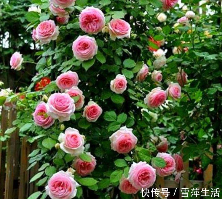 月季|3种花是懒人的最爱，花朵大花期长，比牡丹还美，年年开花美翻