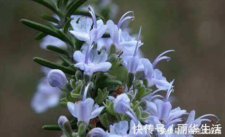 香气|养花就养此“香水花”，比栀子花香，比茉莉花好看，花开200天