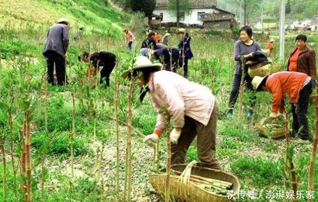  它在国外臭名昭著，在我国却名气很大，80后当成零食吃，12元一斤