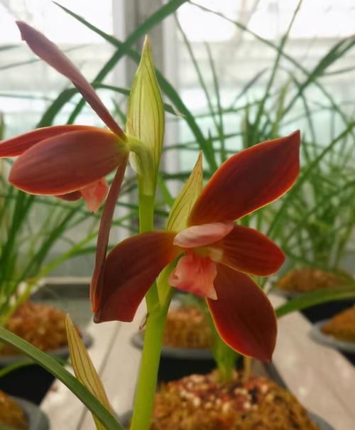  兰花|此兰价格不菲，荷瓣大花，鲜艳夺目，曾被誉为“兰花第一红”