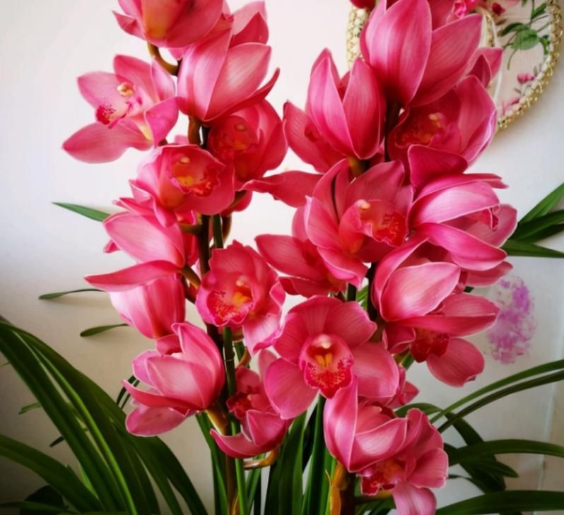 窗台盆栽养国兰小技巧:这2方面到位,打理省心又效果好