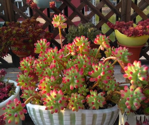 多肉乙女心，天暖盆栽时多晒太阳、适量低温才能让叶子越长越美