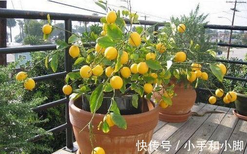 9种“健康花”，能吃能泡茶，客厅养一盆，清洁空气，吉利大气