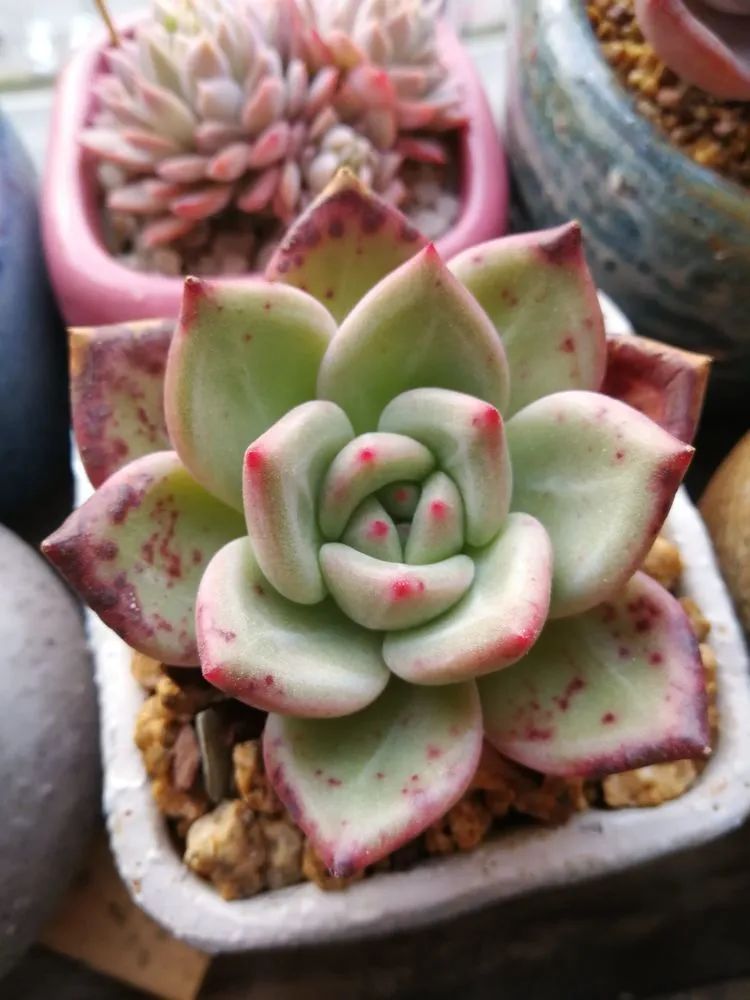 养多肉两年,200多盆养死的不到10盆,记录点点滴滴!