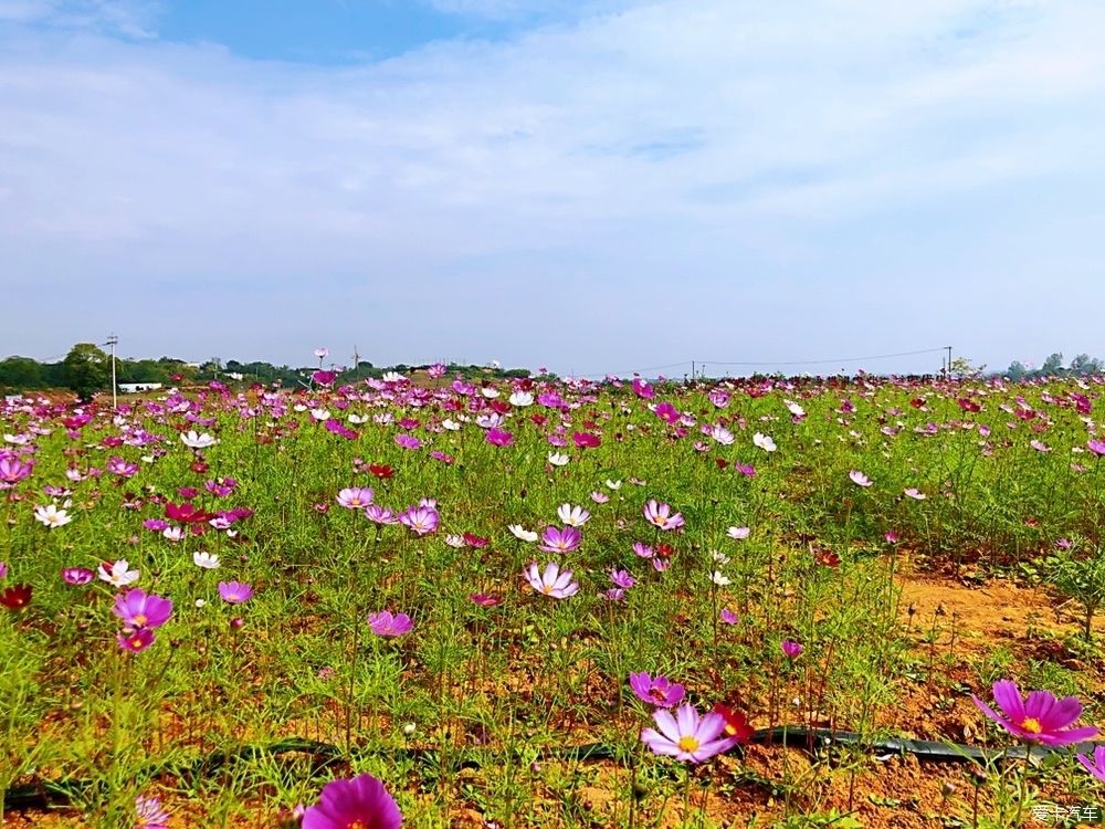 灿烂|晴空万里，鲜花灿烂