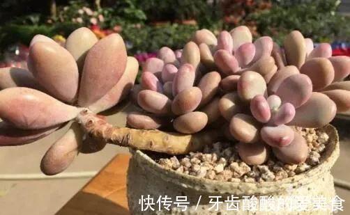 这些多肉肥厚艳丽,养成老桩更惊艳,关键是养护还很容易