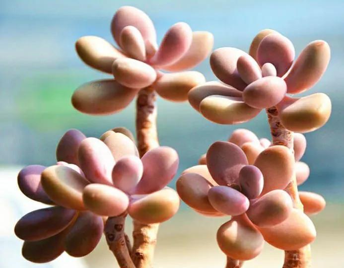 寒潮来袭!6种“怕冷肉”尽早搬到室内,否则容易冻伤