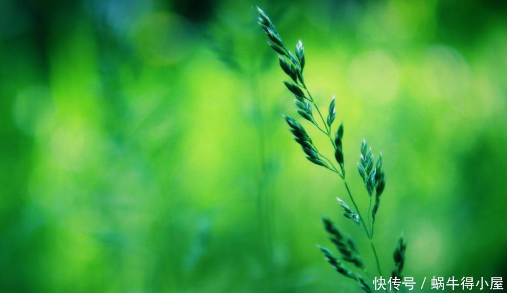 冬天|冬天养花一定要保暖,这4种花冬天就怕这些问题,一不小心就枯黄