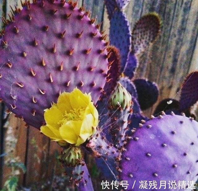 仙人掌很常见,但是这么美的还是第一次见!好想养几株!