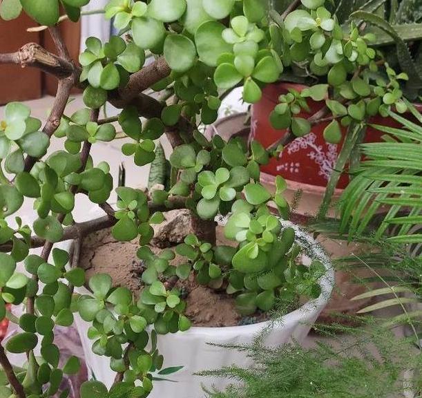 第一次养花没经验牢记''4个重点''，植物蹭蹭长、不生病