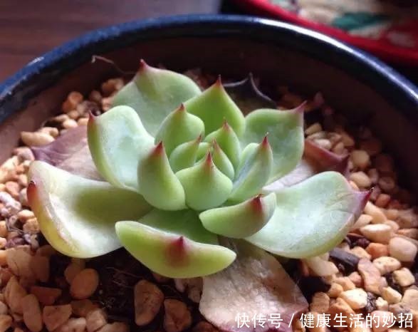 多肉叶子干成皮别扔,这样一做能变老桩!多肉叶子干成皮别扔,这样一做能变老桩!