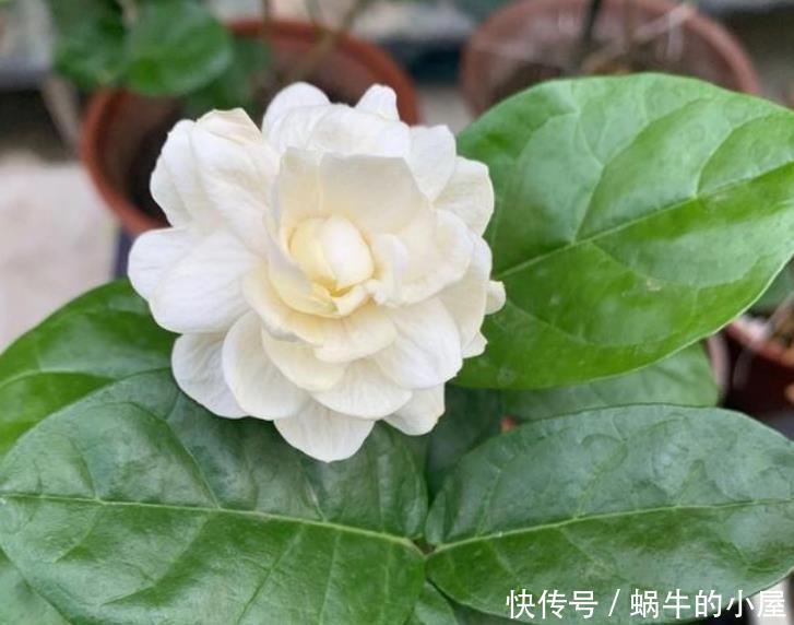 虎头茉莉|4种花最适合养家里，花期长、花量大，一养就爆盆，绚丽夺目