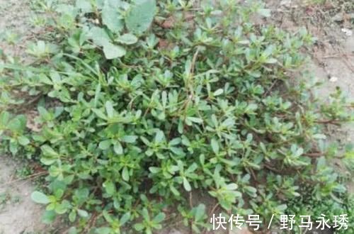 清洁工|它是血管“清洁工”,坚持每天吃一点,助疏通血管,身体健康