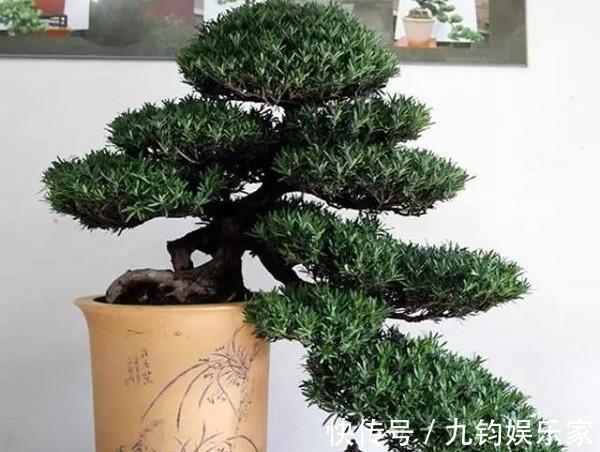 家有罗汉松,一生不受穷,4个小技巧,养出好盆景,越养越值钱