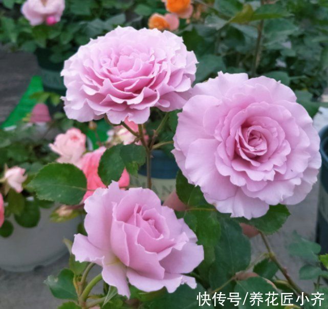 虫害|进入三伏天后，月季必做“3件事”，否则黄叶又烂根