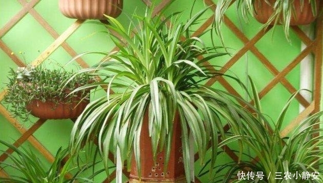 有害气体|植物绿萝真的能除甲醛吗? 别傻了, 这样做才是最有效的!