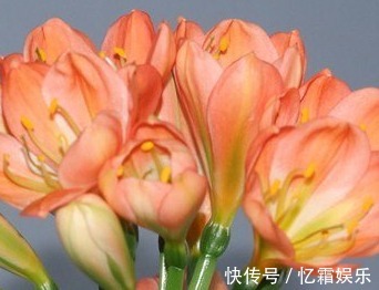 秘诀|君子兰很难养养花30年的王大爷告诉你养花秘诀,养啥都爆满盆