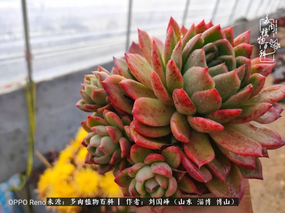 贵的不一定是对的,你的多肉究竟值多少钱附冬季养护攻略!