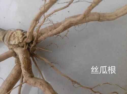 一味丝瓜根,治病有奇效!民间流传7大顶级妙方,7大病症皆可消!