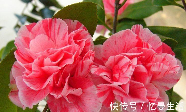 4种花适合冬天养，开花爆盆花期长，花大色艳很漂亮