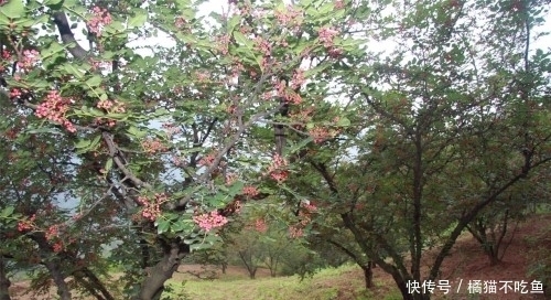 农村很常见的花椒树，不仅能止痛还能治疗小便不利