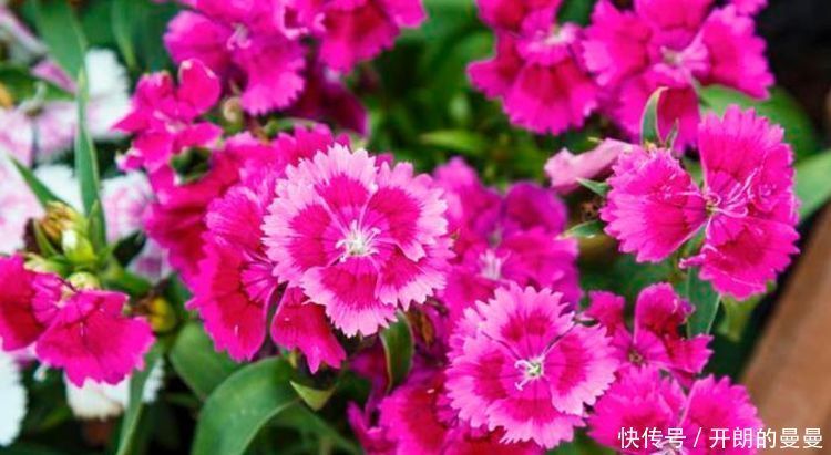 4种花好养又便宜,对待新手很友好,不会心痛