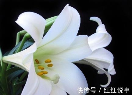 白莲|可以吃的花,种类很多但都不能生吃!