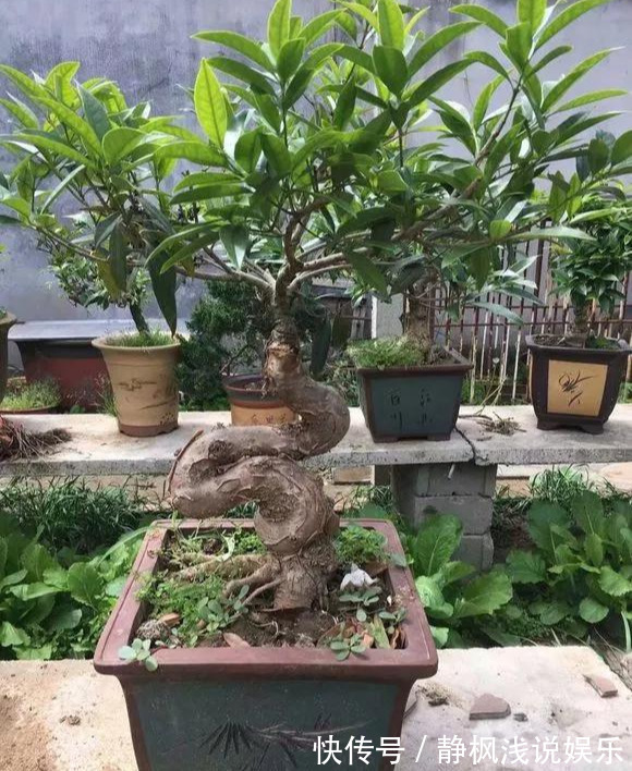 为花友们介绍5种既养人又镇宅的花，盆栽养一盆很值