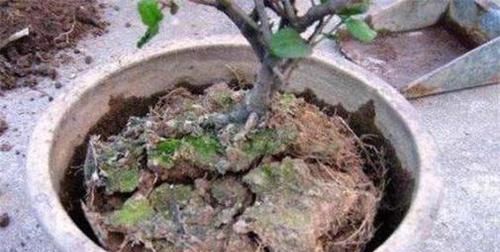 养花土壤结成快学会这几招,土壤疏松又透气,花开一茬接一茬