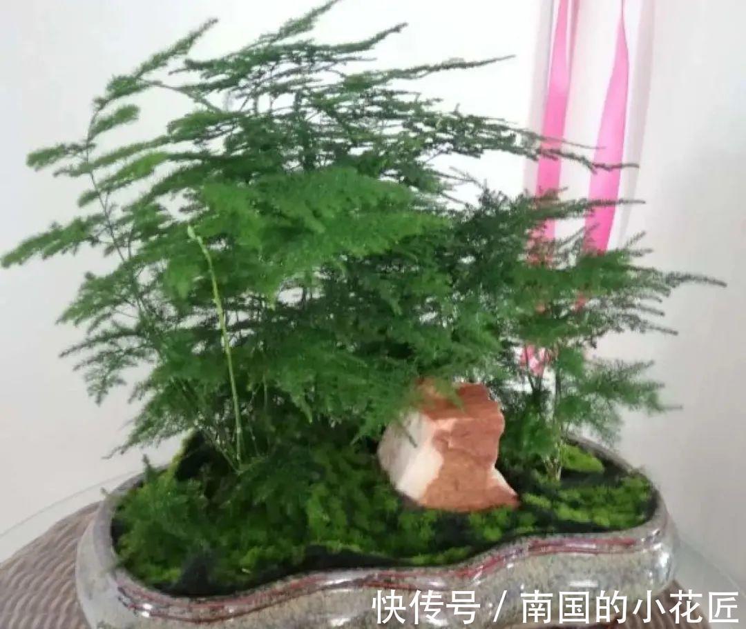 叶片|夏天怕晒的花,赶紧搬到阴凉地儿,再晒成枯杆了