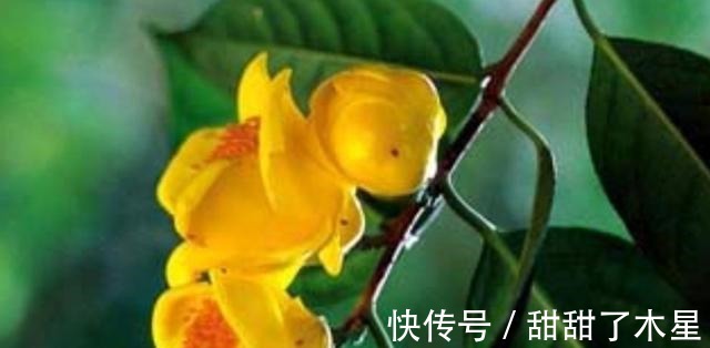 这款金黄茶花,香气扑鼻,可以泡茶,营养丰富,观赏食用两不误!