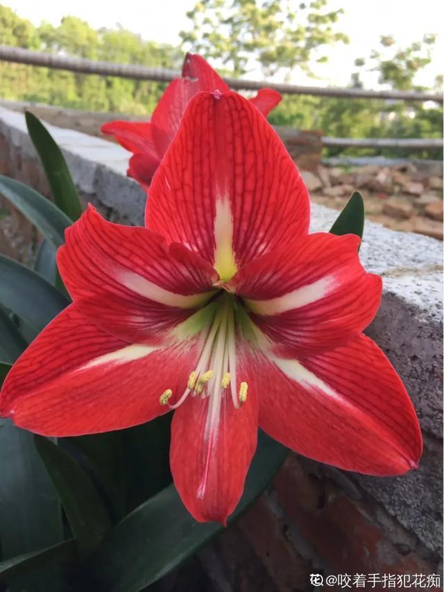 朱顶红美起来，就没其他花什么事儿，27个品种一个赛一个的美