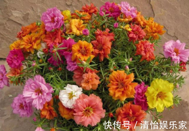 仙人掌|“3种花”最适合懒人养，1个月不浇水，越长越旺，开出漂亮的花朵