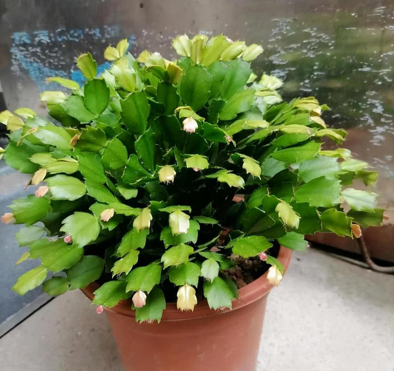 冷天,蟹爪兰有5怕,避开才能长满“钢片叶”,一年比一年开花多