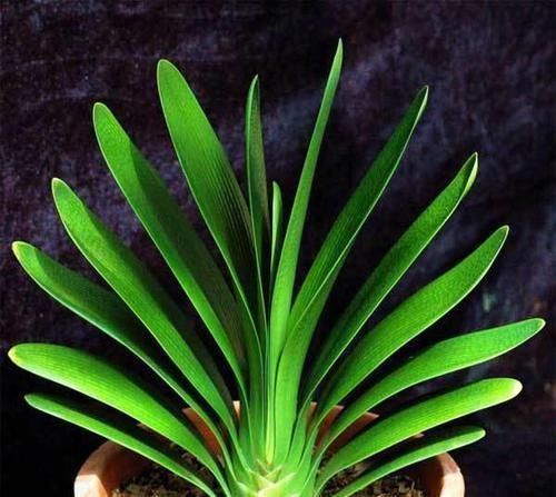 君子兰|3种过期药片别扔,富贵竹、君子兰超喜欢,比营养液好