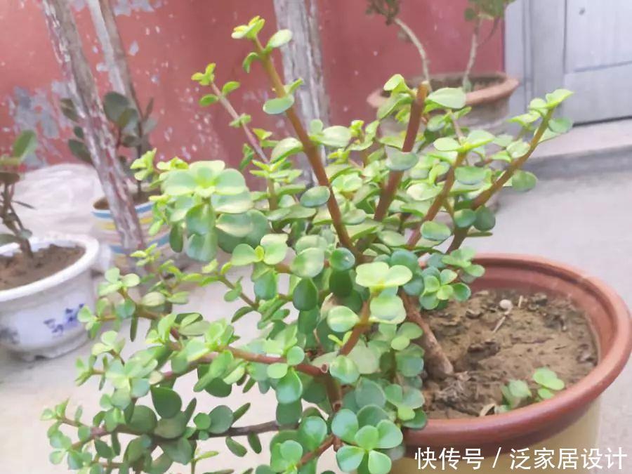 金枝玉叶修剪教程,剪下的枝条扦插,一盆变多盆