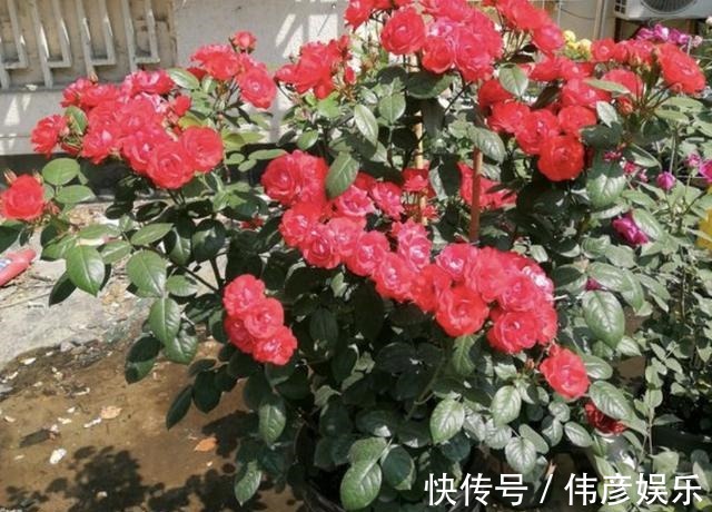 养花肥|什么“养花肥”，都不如“它”，腐熟后浇君子兰、月季，开出花！